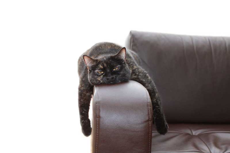 pets on the sofa and how to clean furniture